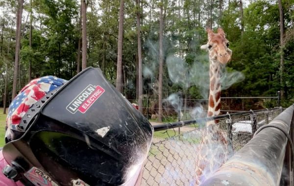 Giraffe Enclosure Gates